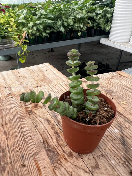 Crassula marnieriana - 'Worm Plant'