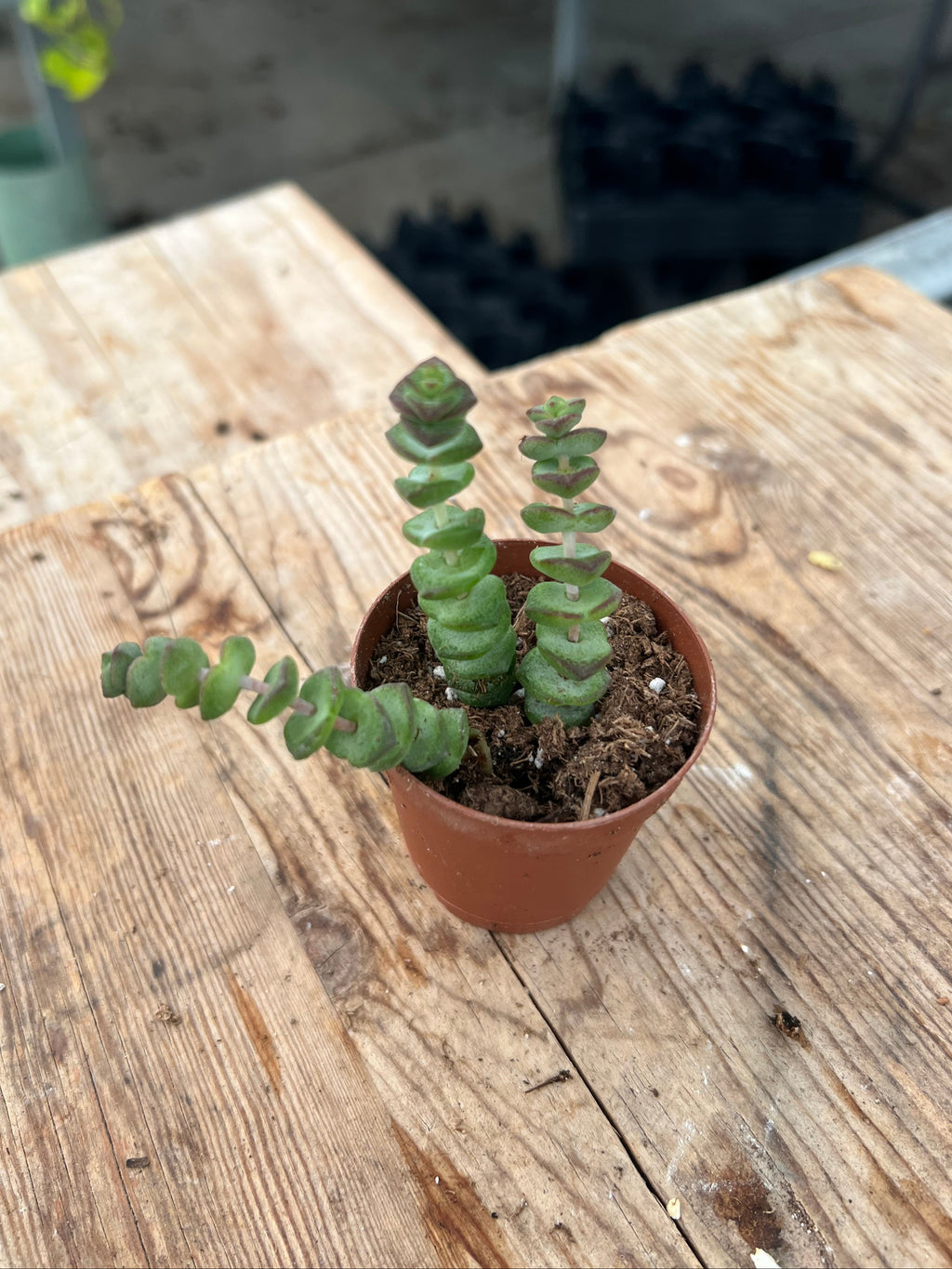 Crassula marnieriana - 'Worm Plant'