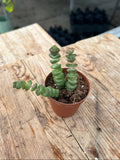 Crassula marnieriana - 'Worm Plant'