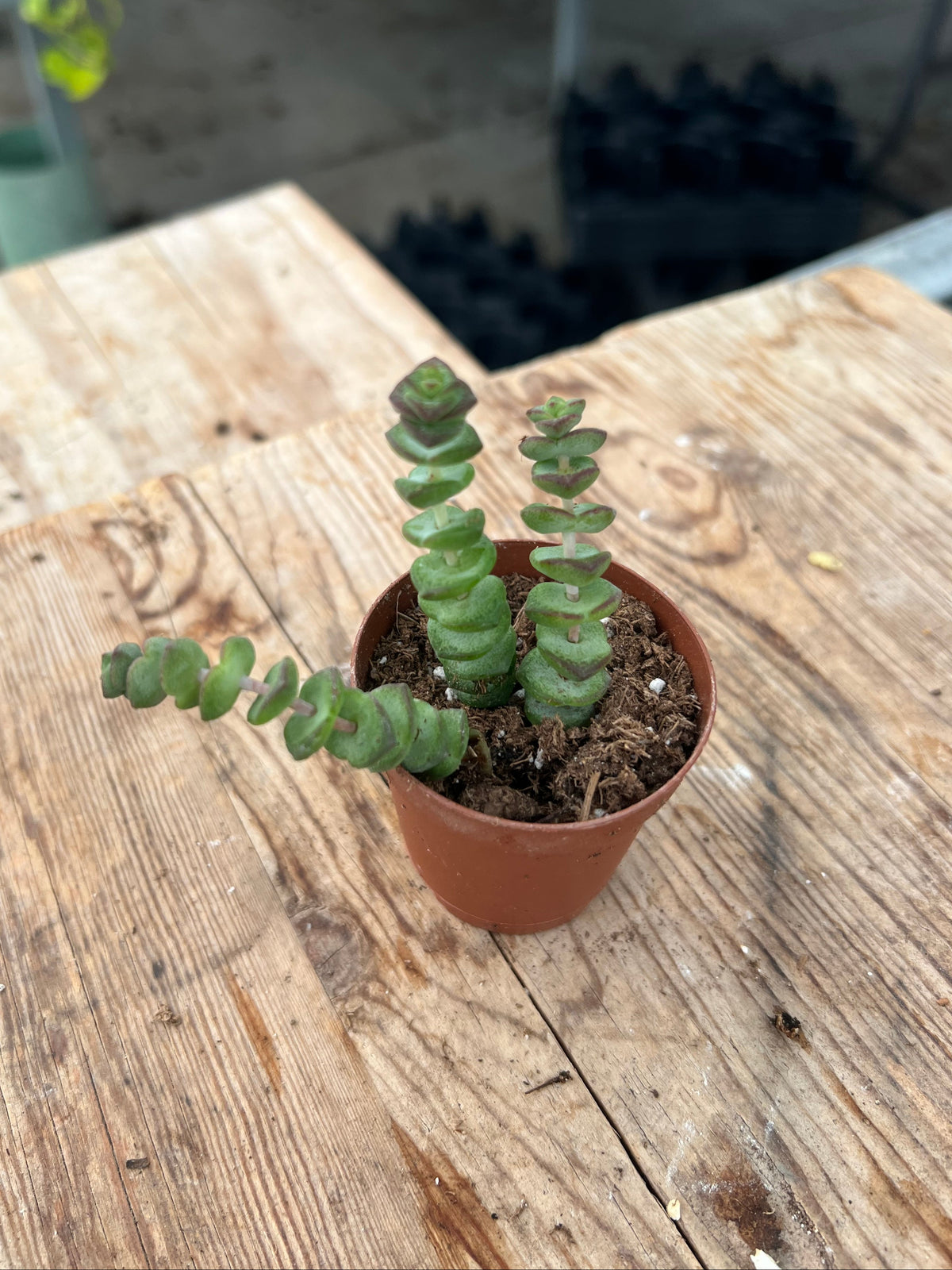 Crassula marnieriana - 'Worm Plant'