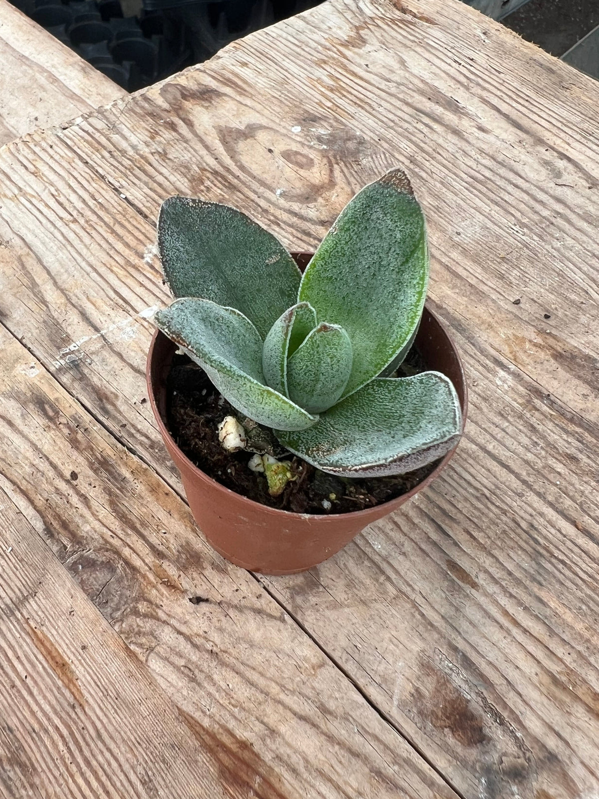 Crassula 'Garnet Lotus'
