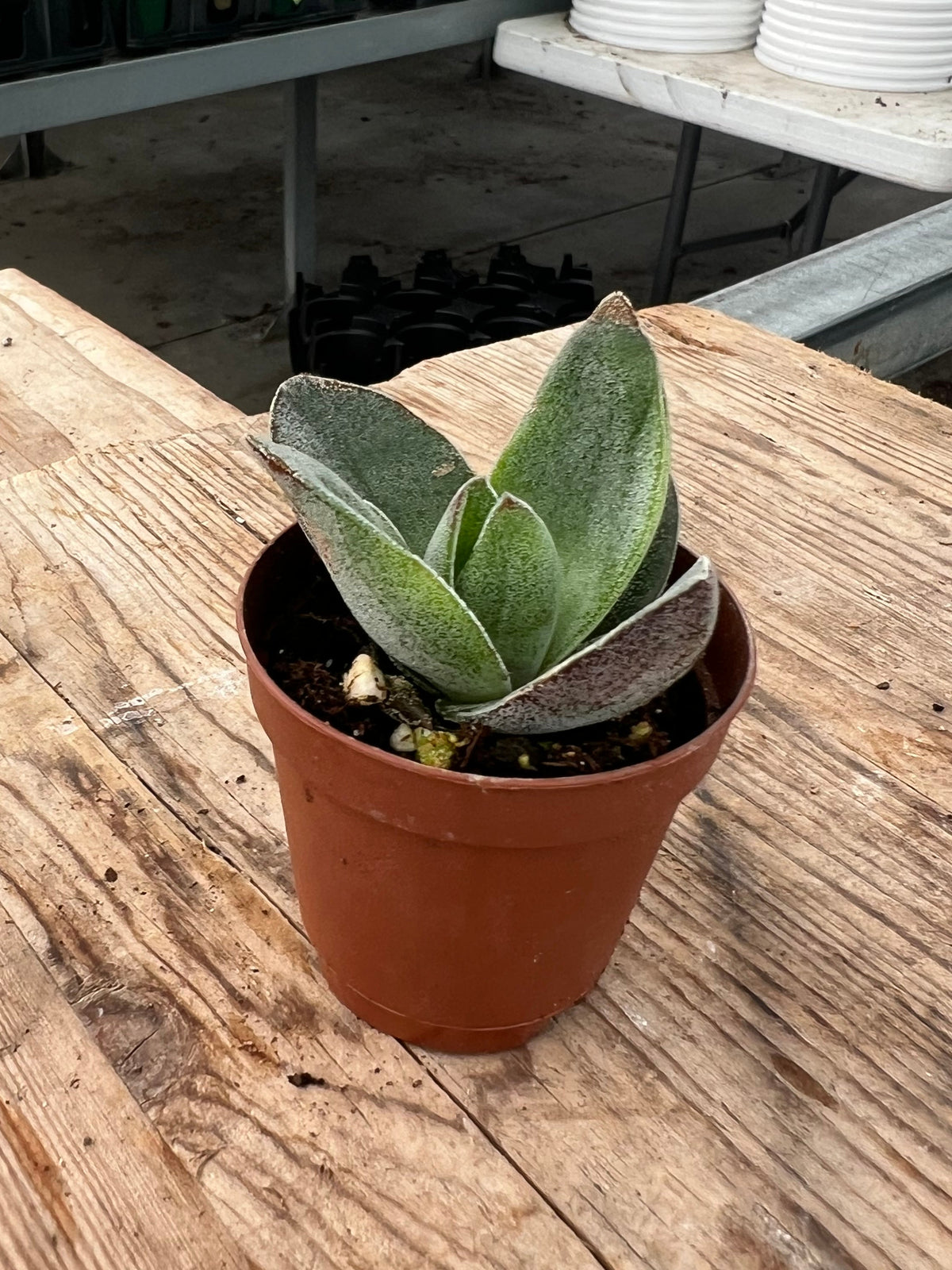 Crassula 'Garnet Lotus'
