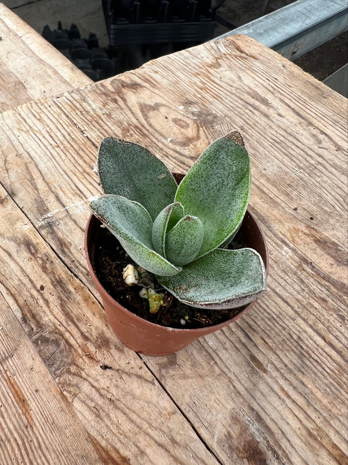 Crassula 'Garnet Lotus'