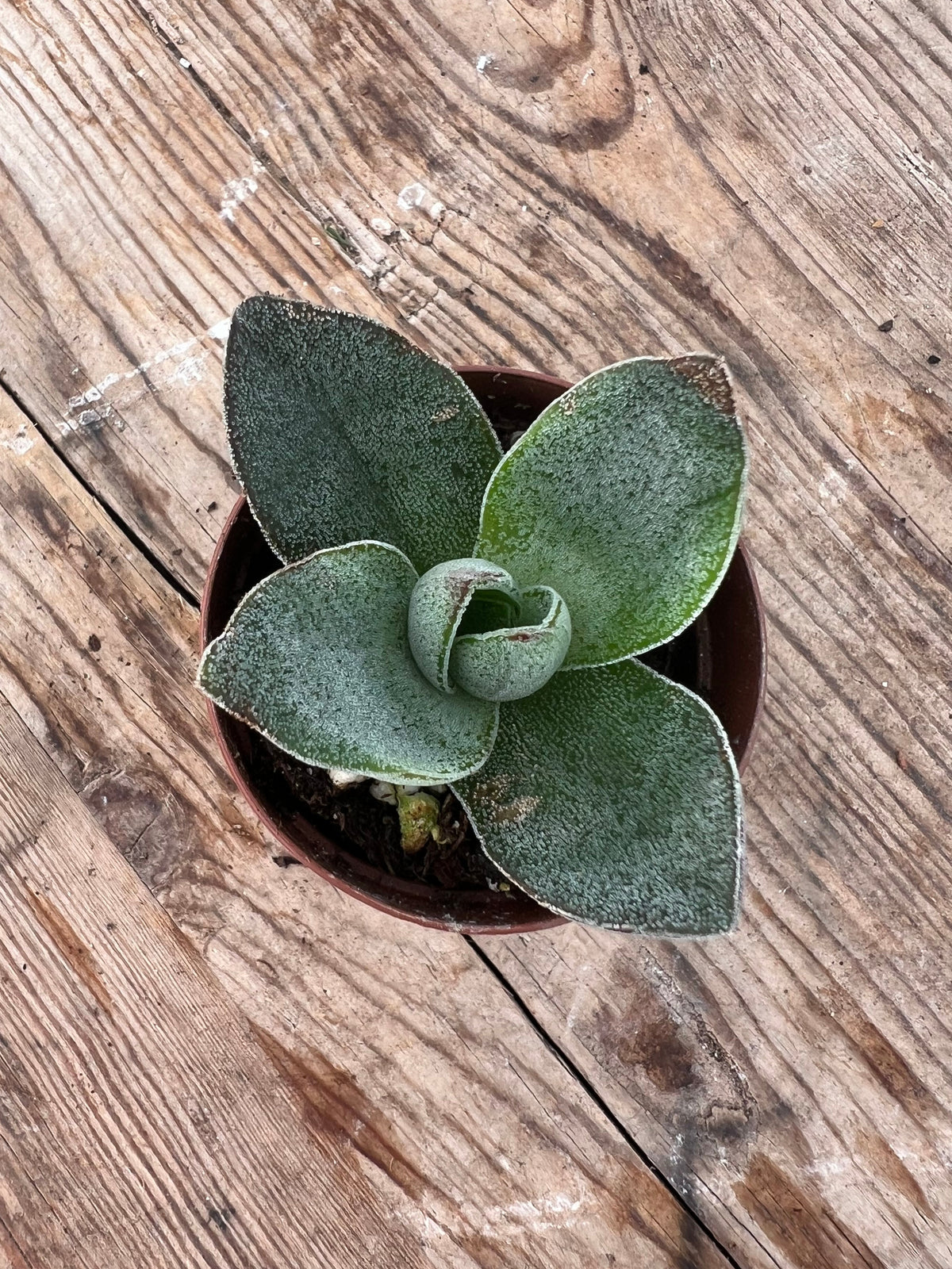 Crassula 'Garnet Lotus'