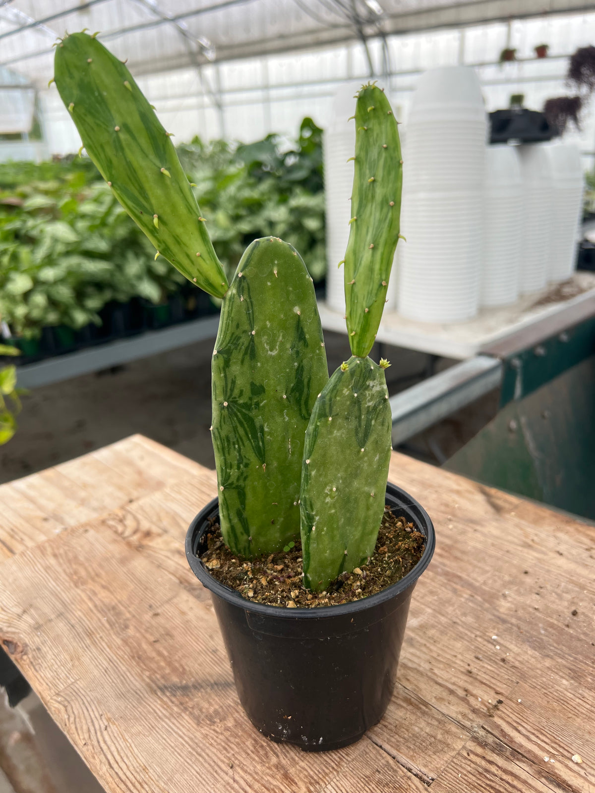 Opuntia variegata - 'Variegated Prickly Pear Cactus'