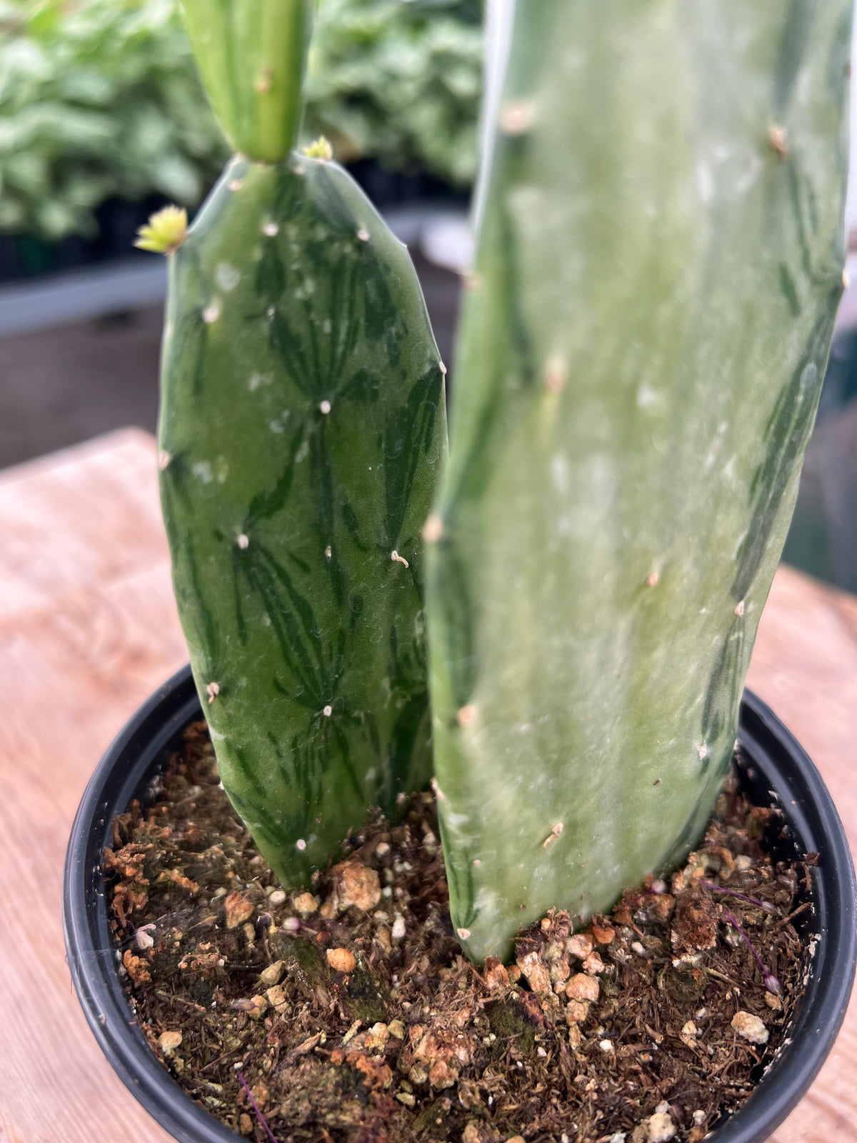 Opuntia variegata - 'Variegated Prickly Pear Cactus'