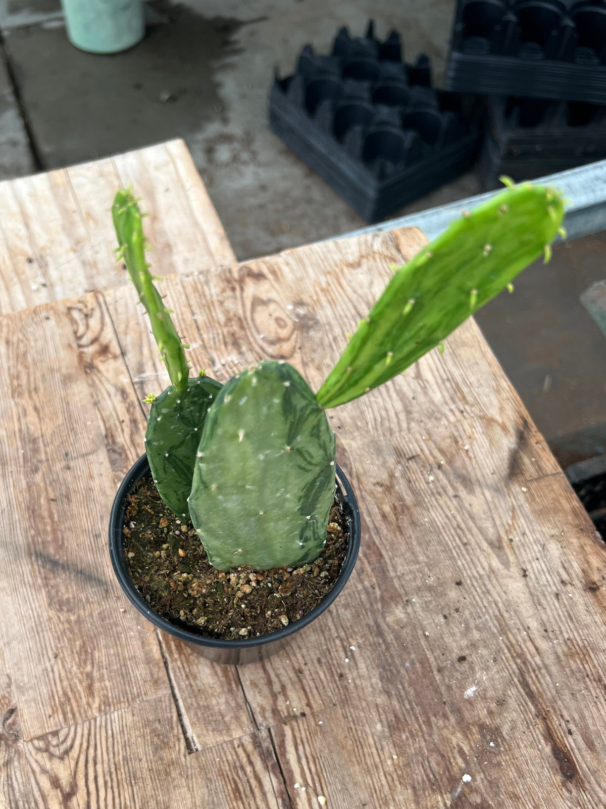 Opuntia variegata - 'Variegated Prickly Pear Cactus'