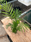 Chamaedorea elegans - 'Parlor Palm'