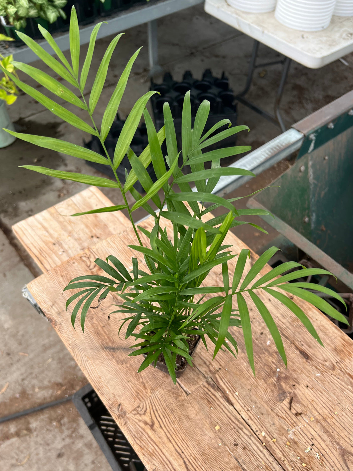 Chamaedorea elegans - 'Parlor Palm'