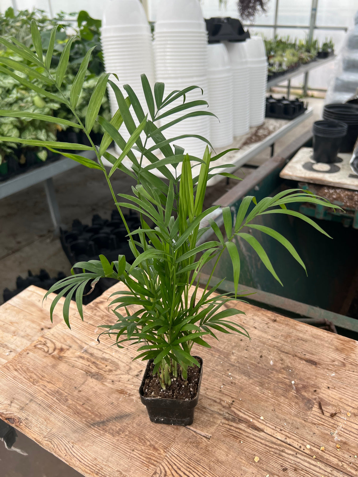 Chamaedorea elegans - 'Parlor Palm'
