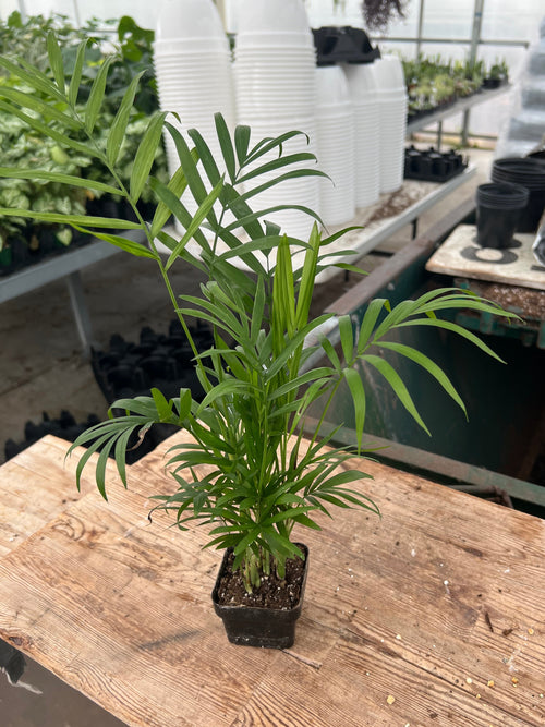Chamaedorea elegans - 'Parlor Palm'