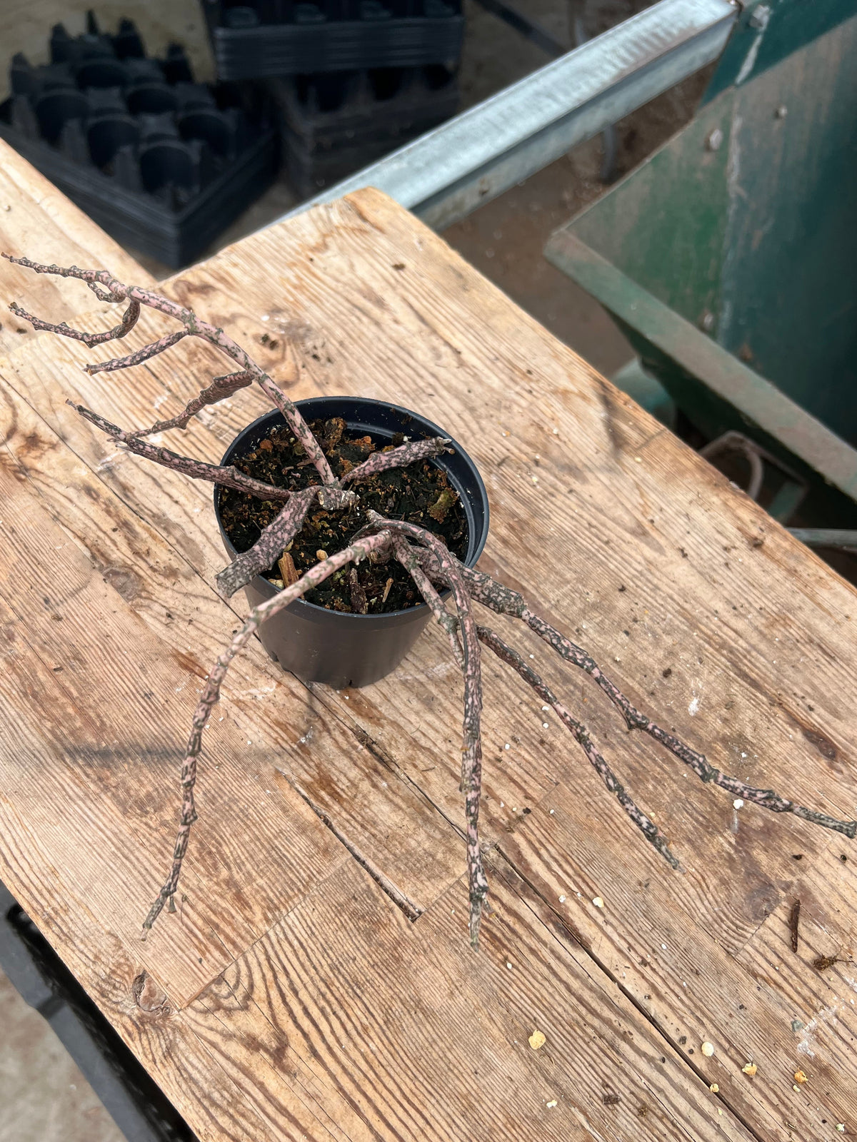 Euphorbia platyclada - 'Dead Stick Plant'