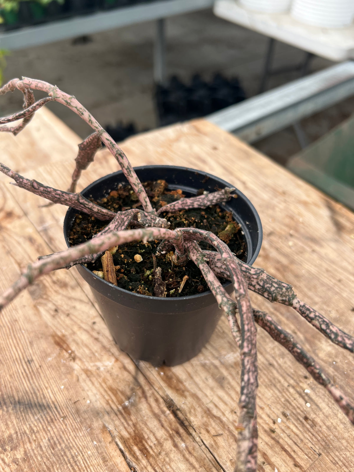 Euphorbia platyclada - 'Dead Stick Plant'
