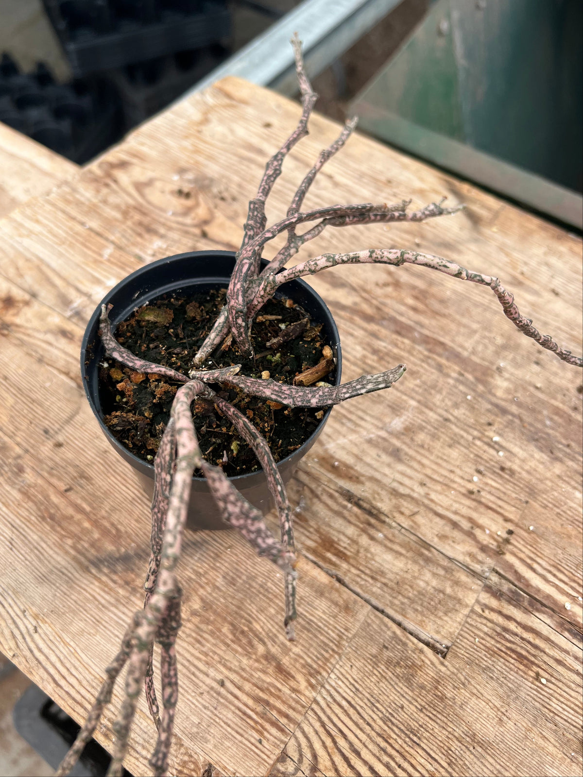 Euphorbia platyclada - 'Dead Stick Plant'
