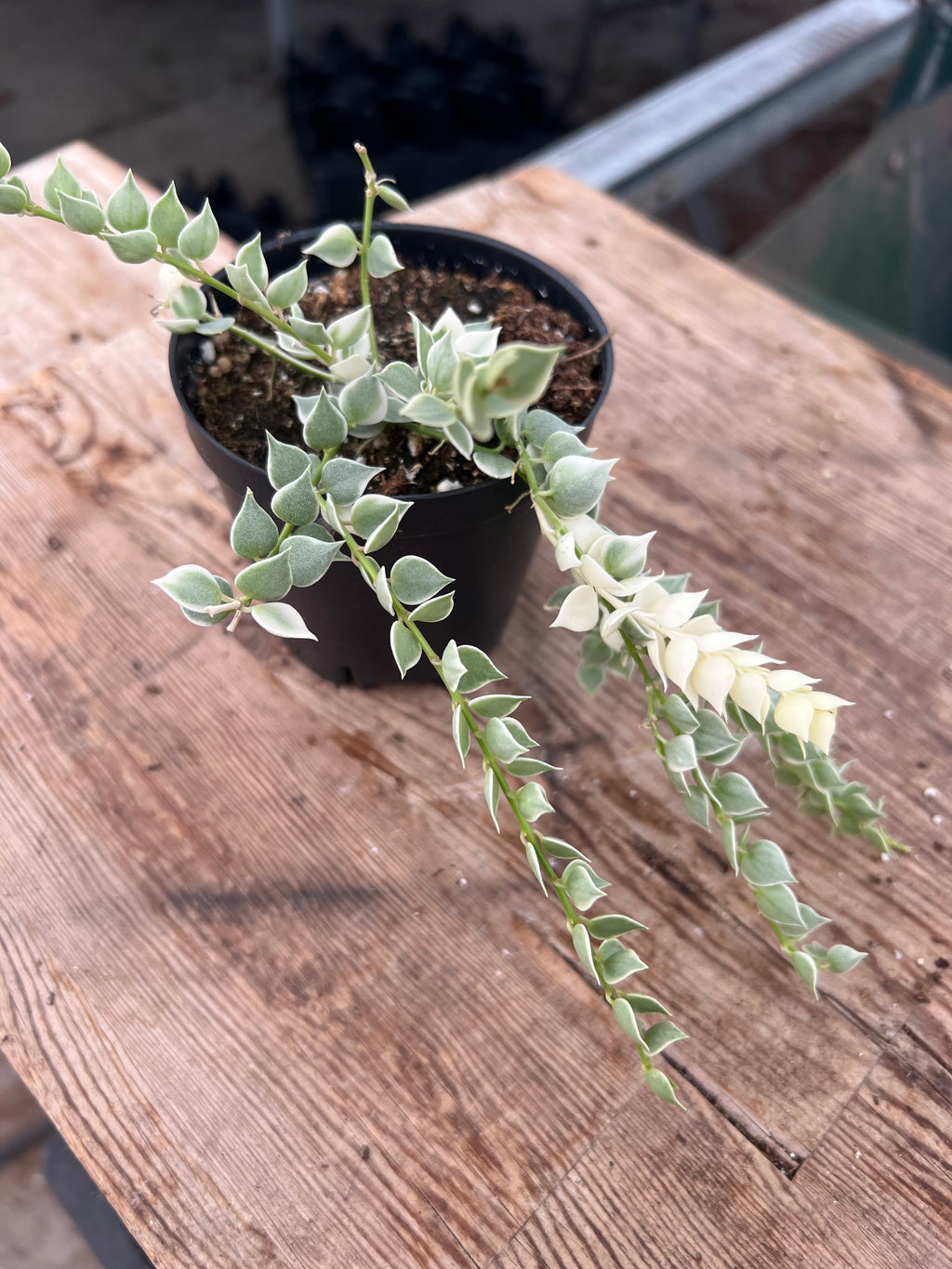 Dischidia ruscifolia - Variegated Million Hearts