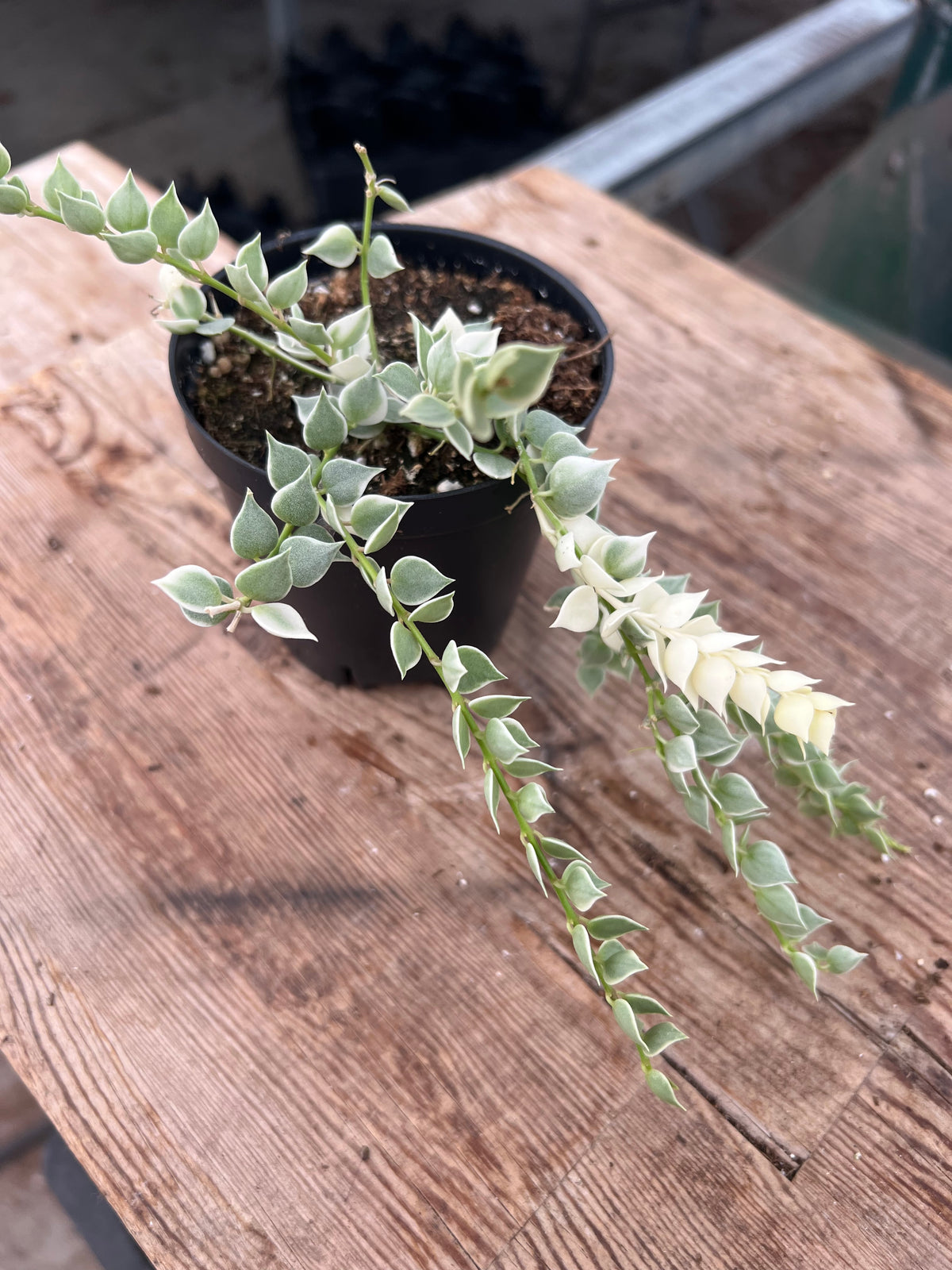 Dischidia ruscifolia - Variegated Million Hearts