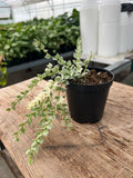 Dischidia ruscifolia - Variegated Million Hearts