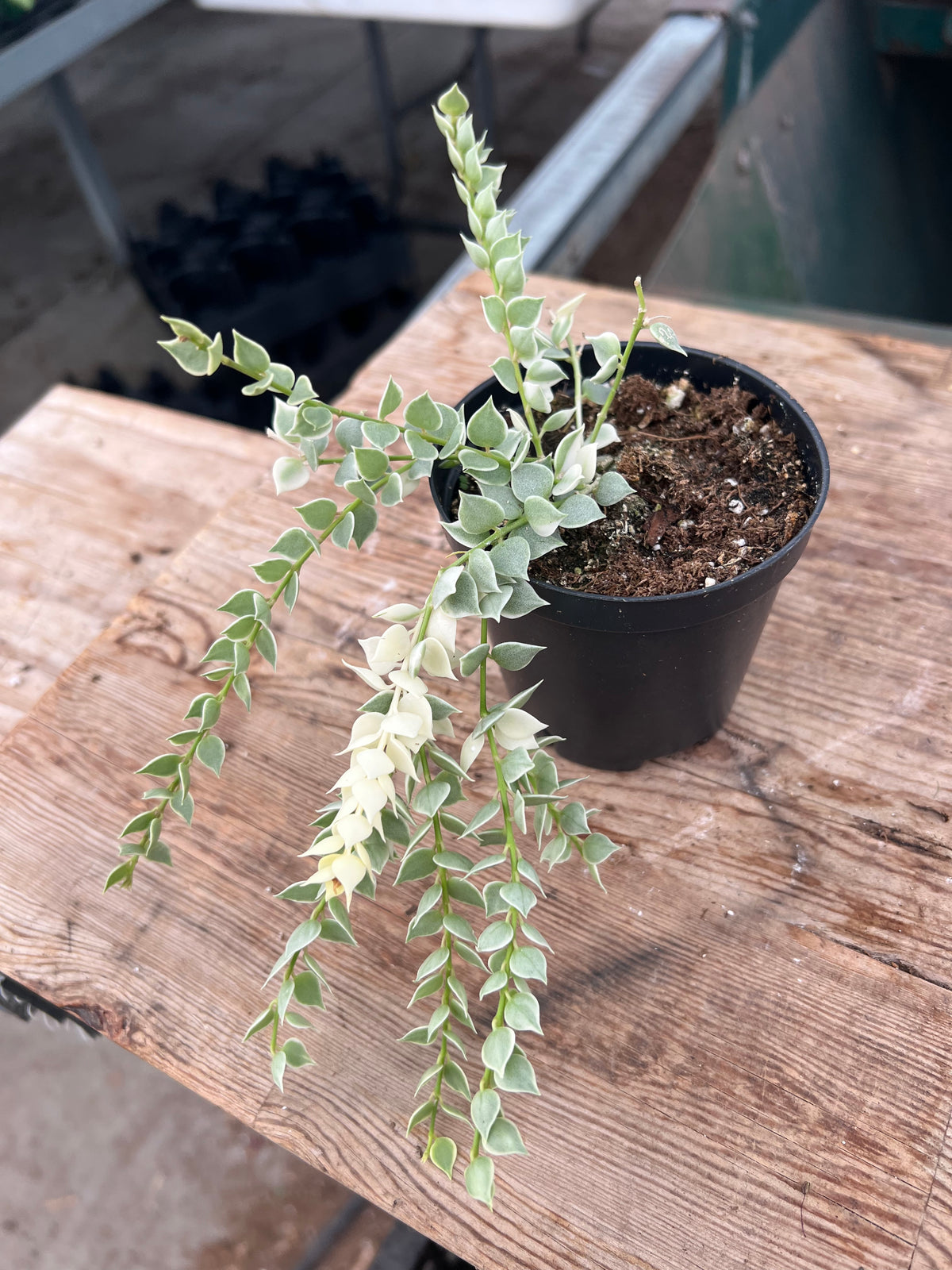 Dischidia ruscifolia - Variegated Million Hearts