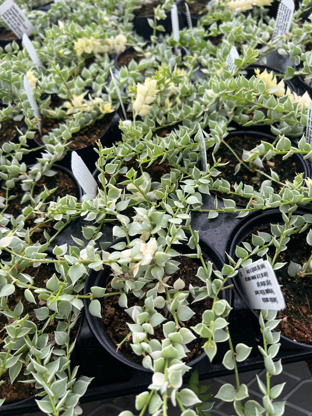 Dischidia ruscifolia - Variegated Million Hearts